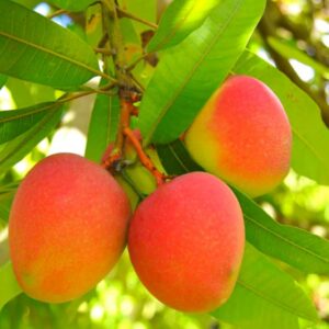 Mango (Árbol Frutal)