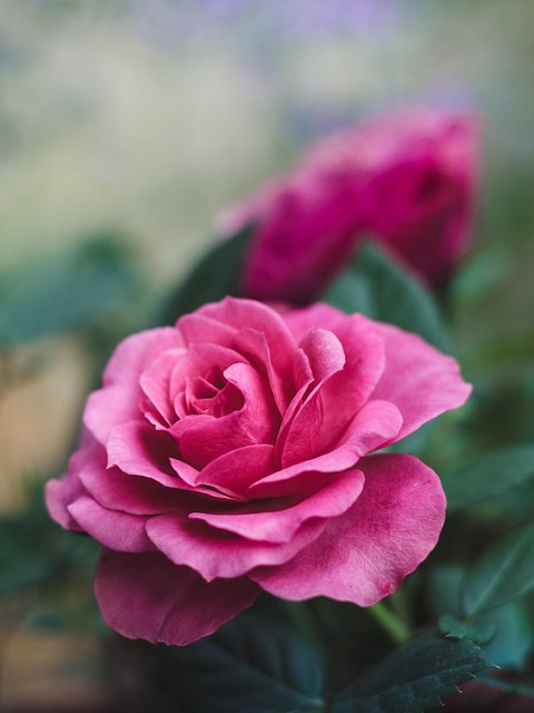 Rosa