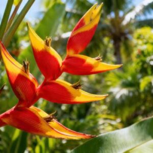 Heliconia